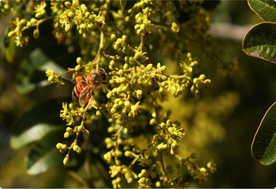 foto fra Ethikabio med bi der sidder på en blomstergren