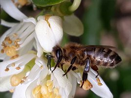 Foto af honningbi i en hvid blomst