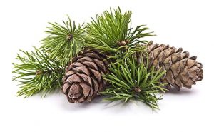 Foto af 2 pinje grankogler