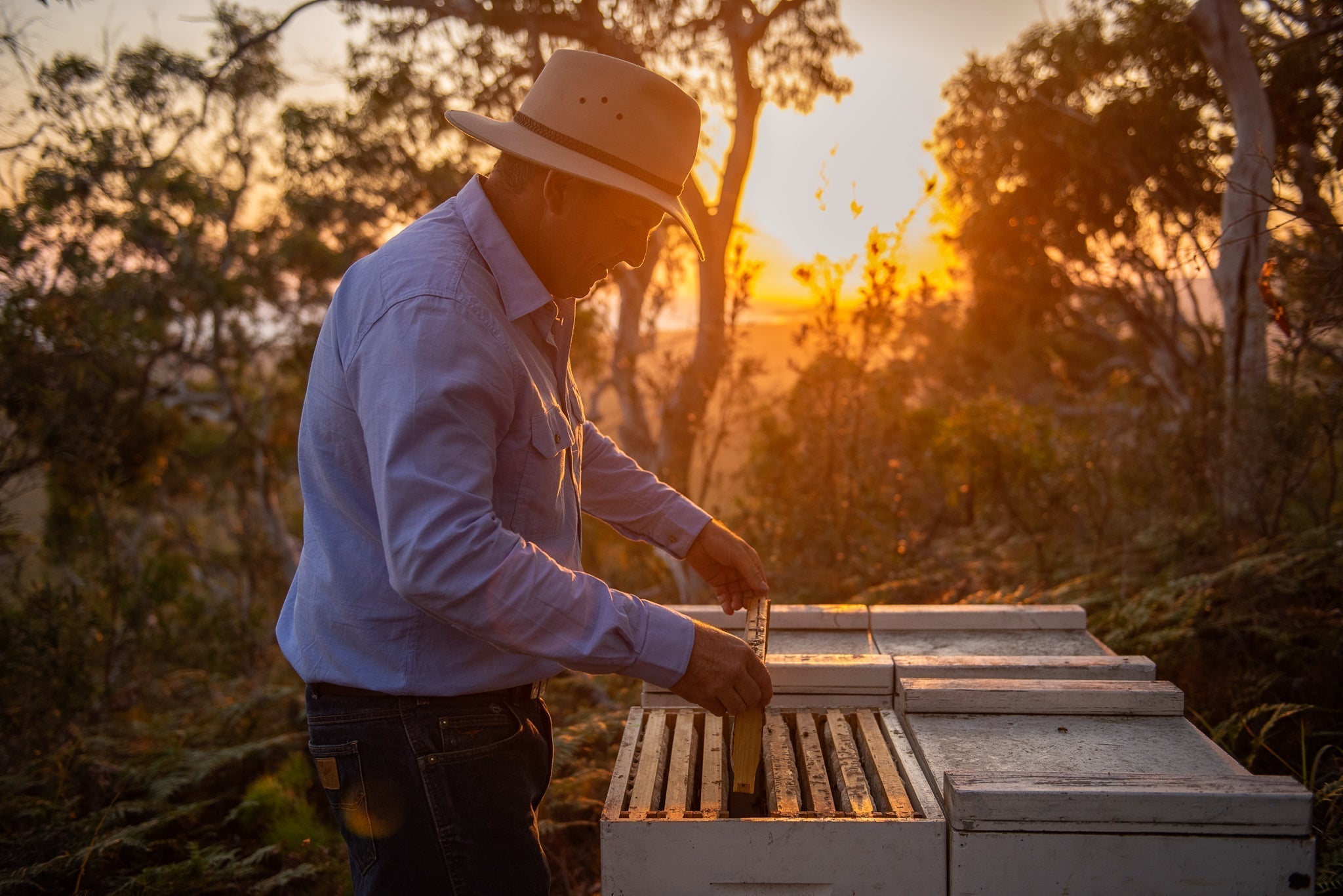 FAQ om Manuka honning