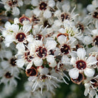 foto af Kanuka blomster